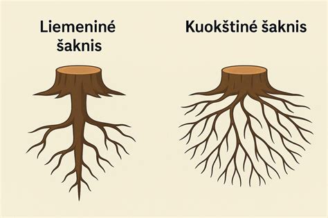Medžių šaknų sistema