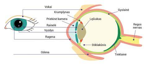 Schema, kaip veikia akies optika ir Purkinje-Samsono efektas