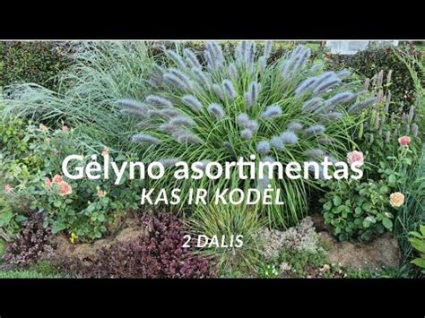 Alūnės jungia gėlyno dalis
