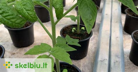 Agurkų daigai vazonėliuose
