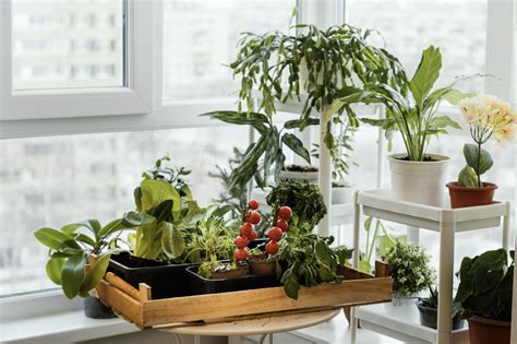 Daržovių auginimas balkone