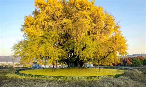 Simbolinė iliustracija - augantis medis, simbolizuojantis atsigavimą po netekties