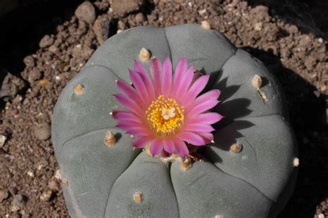 Pavyzdžiai skirtingų nuotraukų efektų