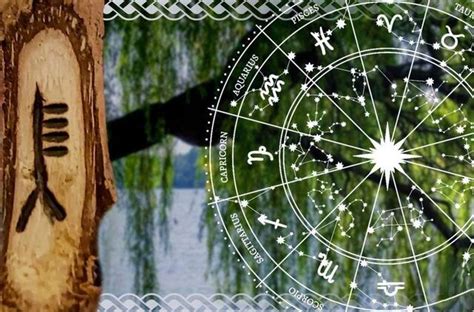 Keltų medžių horoskopo iliustracija