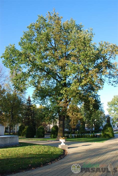 Senas, galingas ąžuolas