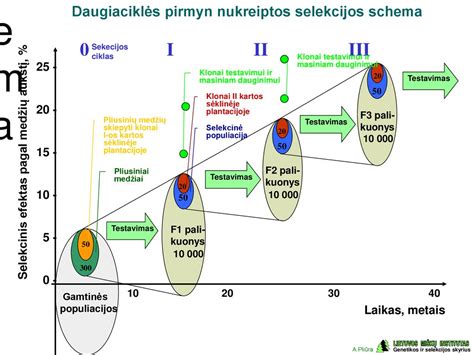 Medžių energijos srautų schema