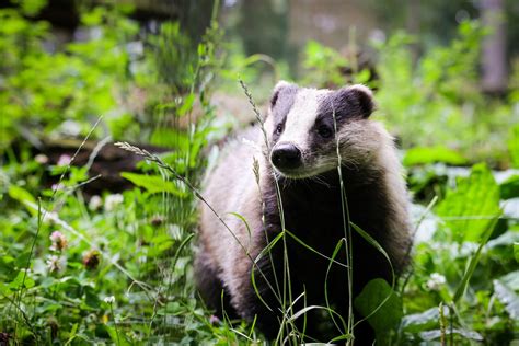 Vaizdas jauno stirniuko Bembio miške