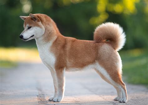 Akita Inu šuo