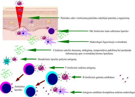 Infografika, iliustruojanti kolektyvinio imuniteto veikimo principą