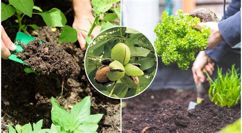 daržo derliaus likučių tvarkymas