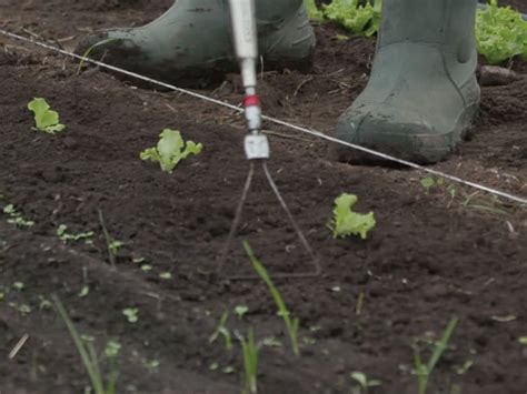 daržo dirvos purenimas su kultivatoriumi