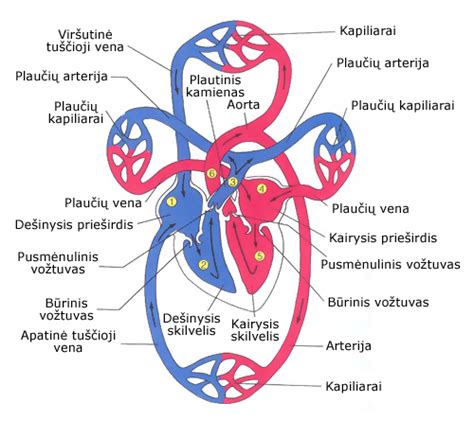 schematinė žmogaus kraujotakos sistema