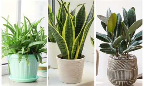 Kambariniai augalai šiuolaikiniame interjere