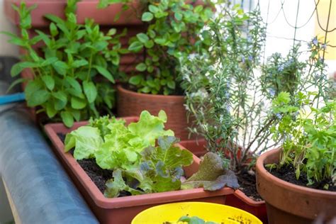 Daržovių ir prieskonių auginimas balkone