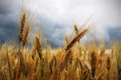 Javų laukas su šiaudais