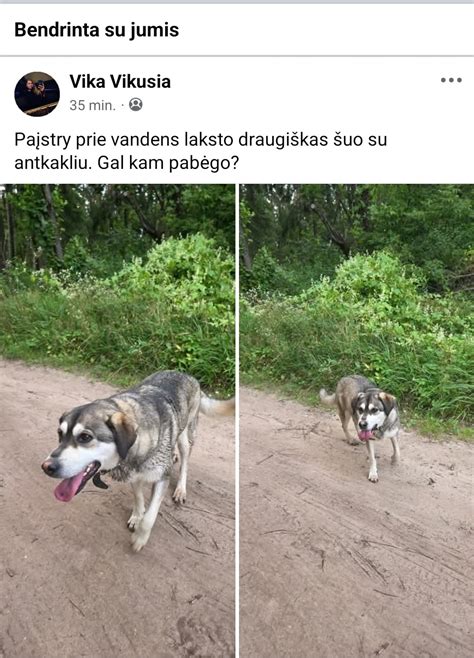 Šuniukas su mama ir jos pienu