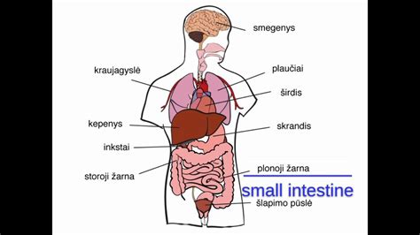 Hormonų sistema ir lytiniai organai