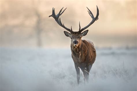 Elnias Niko gelbsti savo brolį