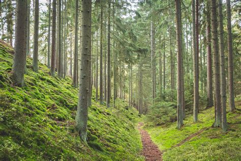 Danielius miško aplinkoje