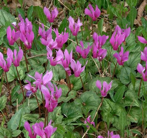 Ciklamenas (Cyclamen europaeum L.)