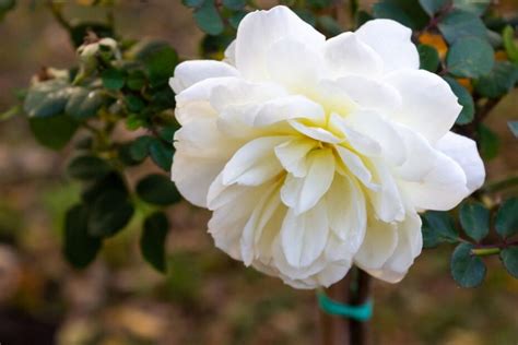 Rožių sodinimo procesas