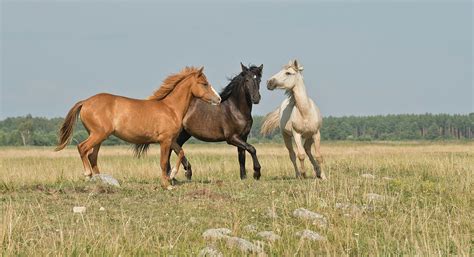 Žmogus ariantis lauką su arkliu.
