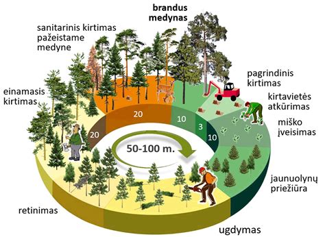 Bambuko naudojimo sritys