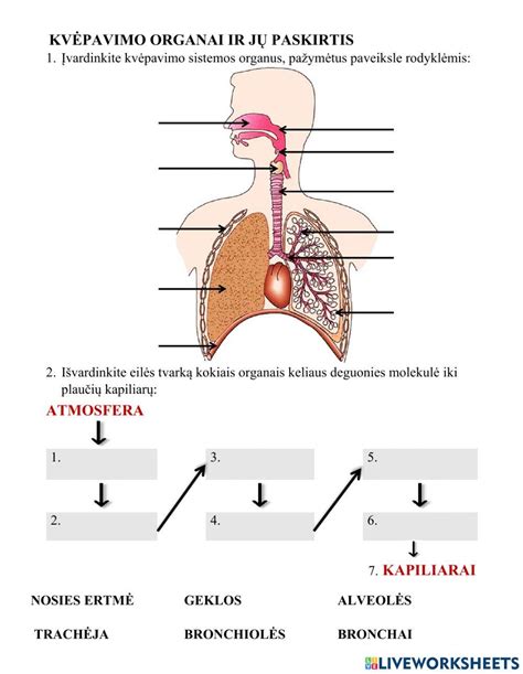 Vaiko kvėpavimo sistemos schema