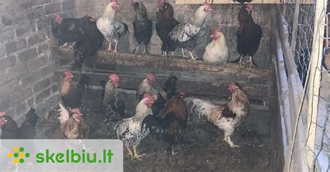 Du skirtingi gaidžiai