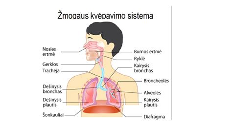 Kūdikio kvėpavimo sistema