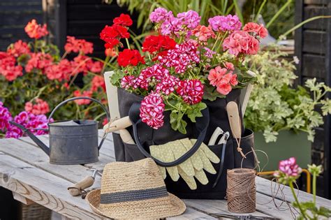 Nuotrauka su kvapiomis pelargonijomis
