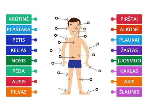 Schema žmogaus kūno dalių pavadinimų skirtingomis kalbomis