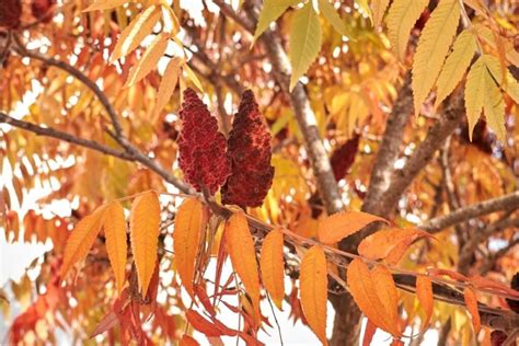 Rūgščiojo žagrenio plitimas