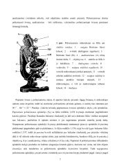 Embrionų mikroskopinis tyrimas