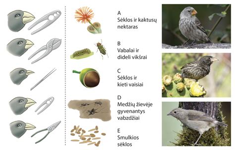 Augalų ir gyvūnų iliustracijos