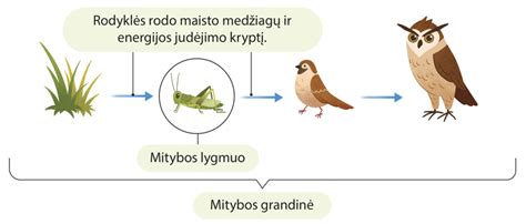 Schematinis pavaizdavimas 