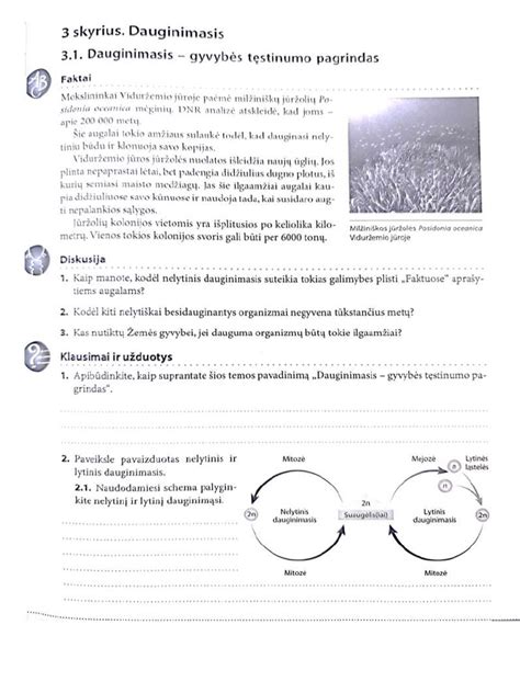 Schematinis grybelio dauginimosi vaizdas