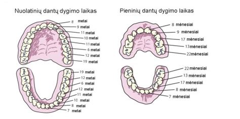 Vaiko dantų dygimo schema