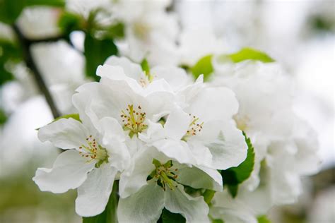 Obelis žydinti pavasarį