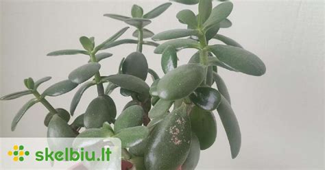 Pinigų medis (Storalapis)