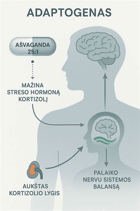 Streso ir jo poveikio reprodukcinei sistemai schema