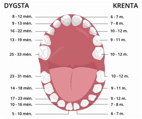 Vaikų dantukų dygimo schema
