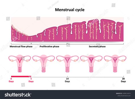 schema of female reproductive system and menstrual cycle