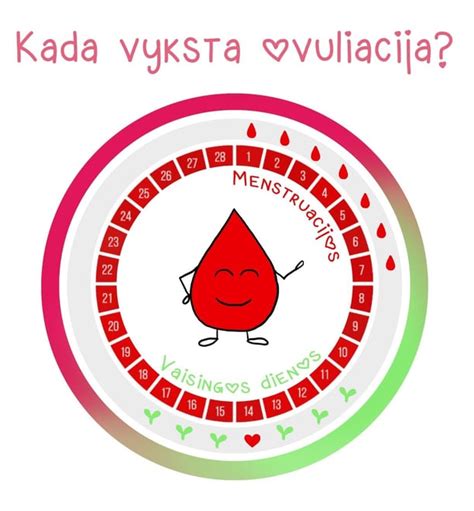 Moterų mėnesinių ciklo fazės ir ovuliacija