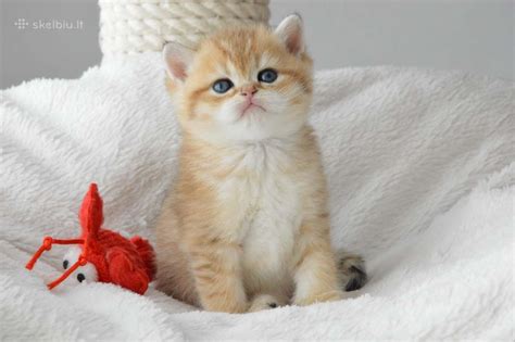 Veisliniai kačiukai žaidžia