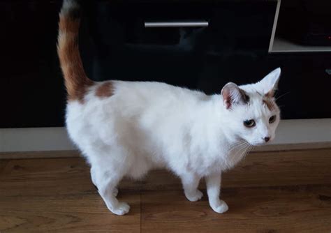 Turkų van katė prie Vano ežero