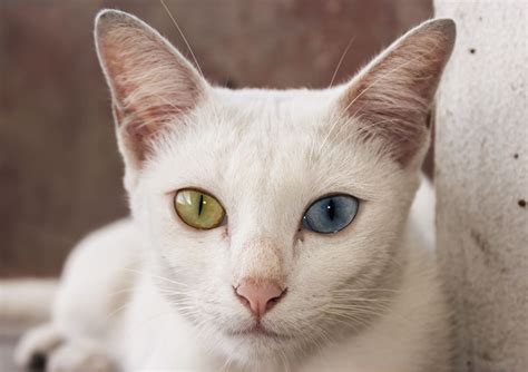 Kao Mani katė su skirtingų spalvų akimis