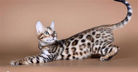 Bengalijos katė su dėmėtu kailiu