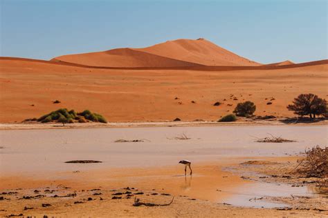 Sossusvlei smėlio kopos Namibijoje