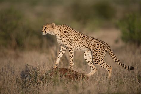 Gepardas Namibijoje